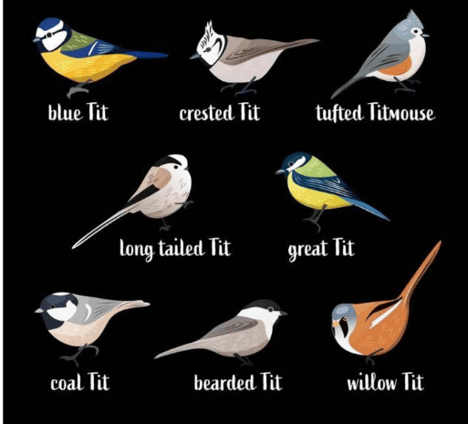 Bird-Tits
